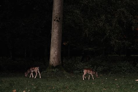 A Deer with Large Antlers in the Forest · Free Stock Photo