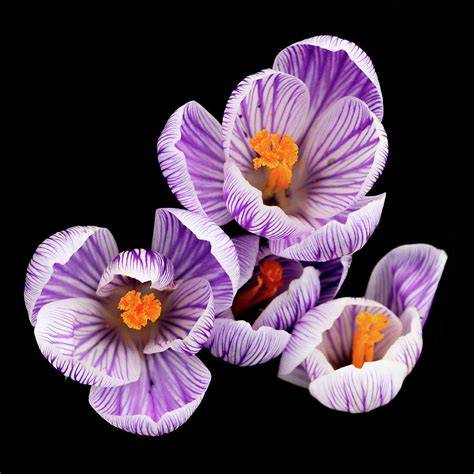 Purple Crocus Photograph by Tony Ragusea - Fine Art America