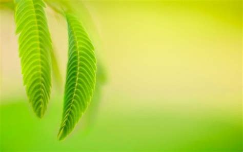 Simple Nature Background Images Hd - Green Leaf Close Up View