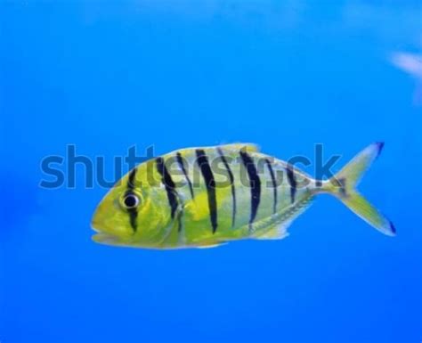 Aquarium Fish Golden Jack Golden Trevally | Aquarium fish, Marine fish ...