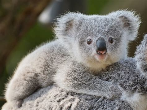 Koala Conservation Strategy for South East Queensland - Environmental ...