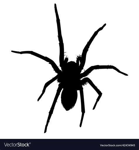 Spider silhouette Royalty Free Vector Image - VectorStock