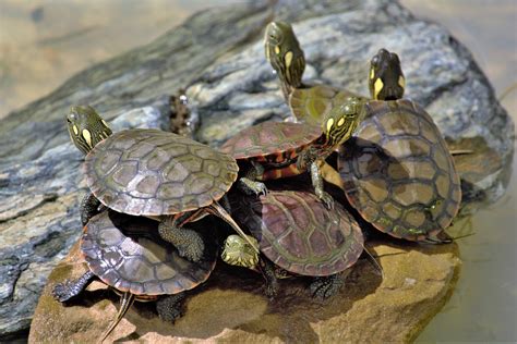 Despite ban, small turtle online pet trade in the US found to be ...