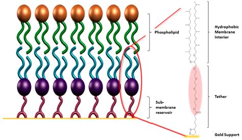 Lipid Bilayer Structure