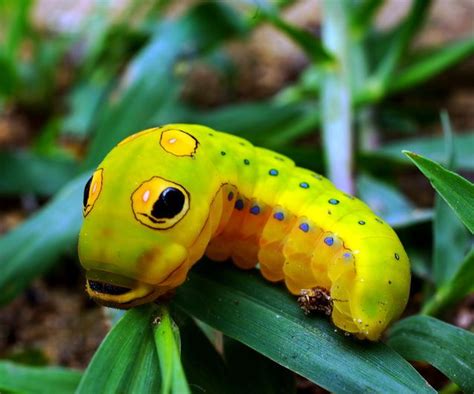 Spicebush swallowtail caterpillar | 10 incredibly cute bugs | MNN ...