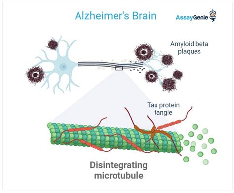 A Guide To Tau Proteins & Tauopathies - Assay Genie