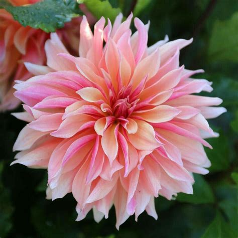 October birth flower | Garden | Dahlia flower, Dahlia, Flower petals