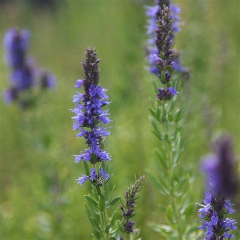 Buy hyssop or Hyssopus officinalis Hyssopus officinalis: £2.99 Delivery ...