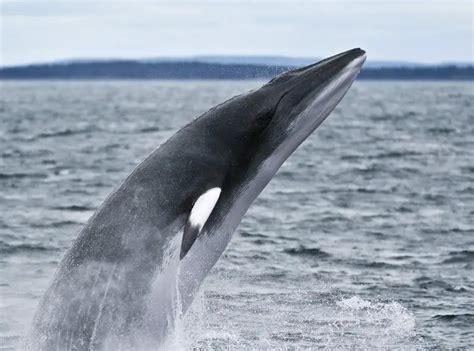 Minke Whale Facts | Minke Whale Habitat