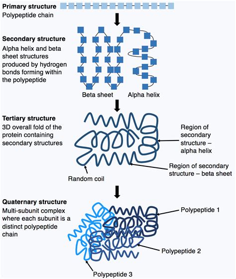 Protein Structure - Amino acids - Primary - TeachMePhysiology