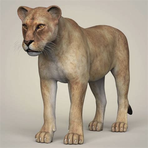 Lioness Anatomy / Lion Anatomy Feline Facts And Information ...