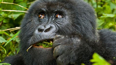 4 Days Rwanda Gorilla Trekking & Dian Fossey Grave - Karisoke Safari