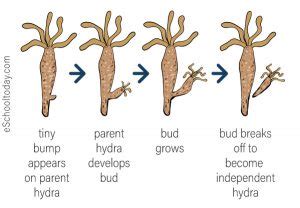 What is budding in asexual reproduction? – Eschooltoday