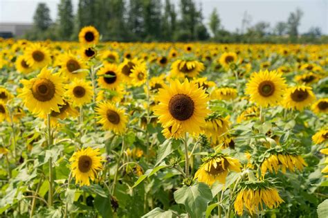 The Most Beautiful Sunflower Fields Near Cleveland to Visit