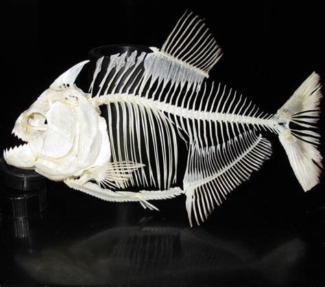 piranha skeleton - Google Search | Animal skeletons, Fish skeleton ...