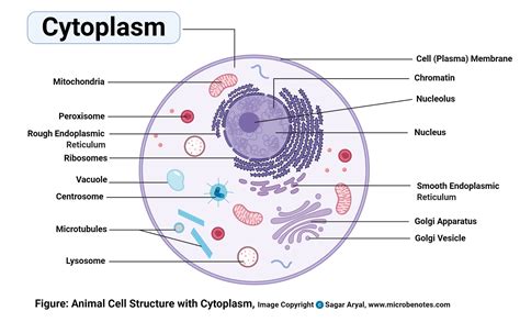 Animal Cell- Definition, Structure, Parts, Functions, Labeled Diagram