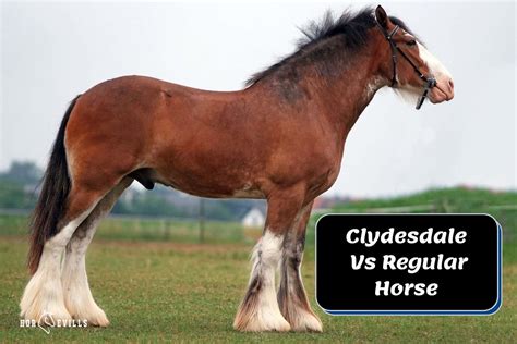 Clydesdale Horse Breed