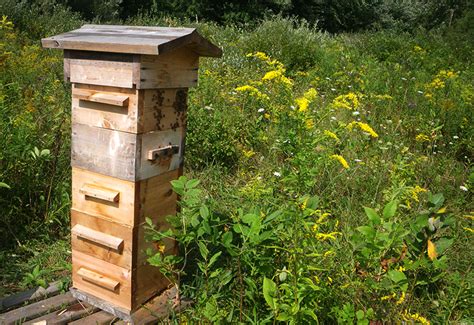 3 Hive Types & How to Choose the Right One for You - Hobby Farms