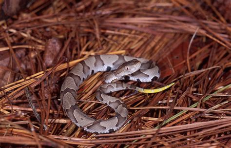 The spider-tailed horned viper has a unique tail that has a bulb-like ...