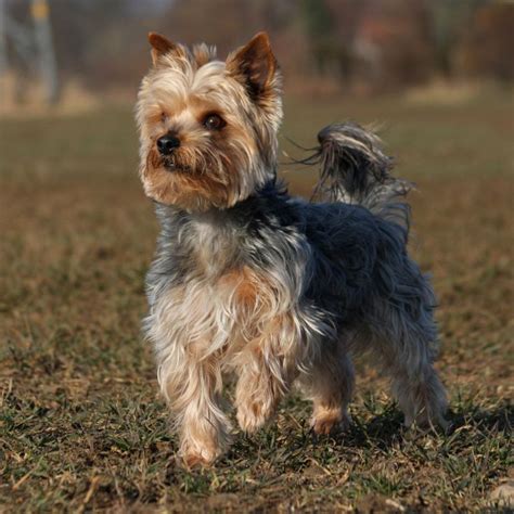 Yorkie Full Grown | tunersread.com