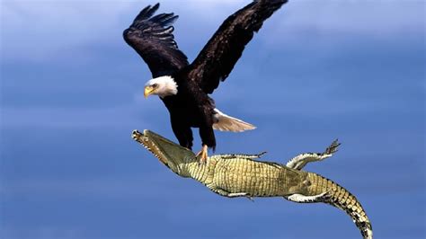 Unbelievable Marvel: Breathtaking Moment as Eagle Snatches Crocodile ...