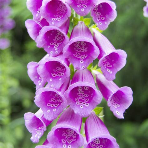 Wild Foxglove Seeds, Plugs & Pots | Turf Online