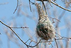 Baltimore oriole nest, © Henry McLin, flickr