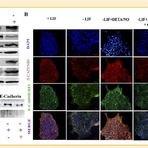 Signaling pathways regulated by NO treatment. (A) Immunoblot of lysates ...