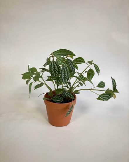 Aluminum Plant Care and Growing Guide | Plantcarefully