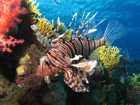 Lionfish Facts, Habitat, Worksheets & Life Cycle Information For Kids