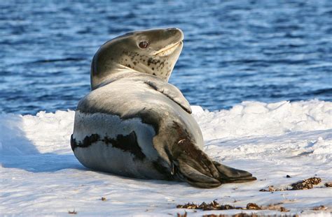 Leopard seal – Australian Antarctic Program