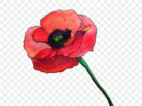 Common Poppy Flower Watercolor Painting Remembrance Poppy, PNG ...