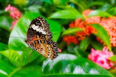 Singapore Changi Airport Butterfly Garden - Photo Tour • Point Me to ...