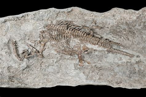 This is the oldest fossil of a plesiosaur from the dinosaur era | New ...