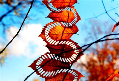 Andy Goldsworthy Leaf Art | Inhabitat - Green Design, Innovation ...