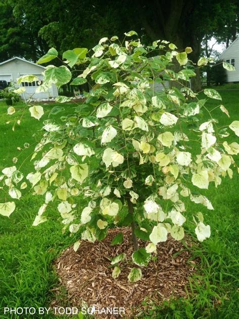 Buy Cercis canadensis 'Whitewater' Weeping Redbud Tree — Mr Maple │ Buy ...