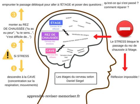 Daniel Siegel est un neuroscientifique spécialisé dans le cerveau des ...