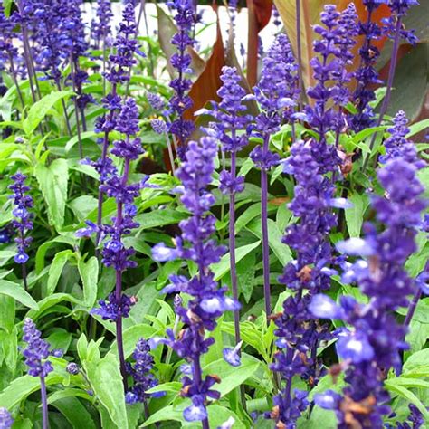 SALVIA farinacea - Blue Sage, Buy – Australian Seed