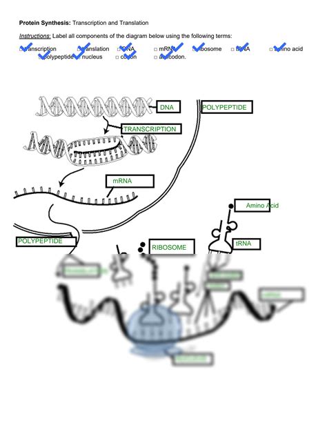 SOLUTION: Protein synthesis diagram handout - Studypool