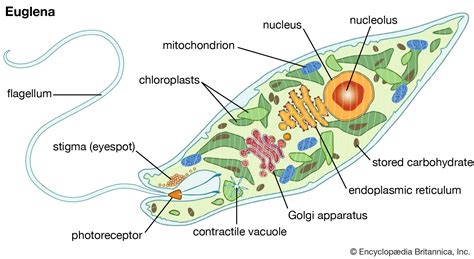 Animal Characteristics Of Euglena