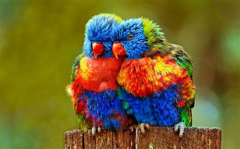 30 Cute Bird Pictures with Most Beautiful Colors