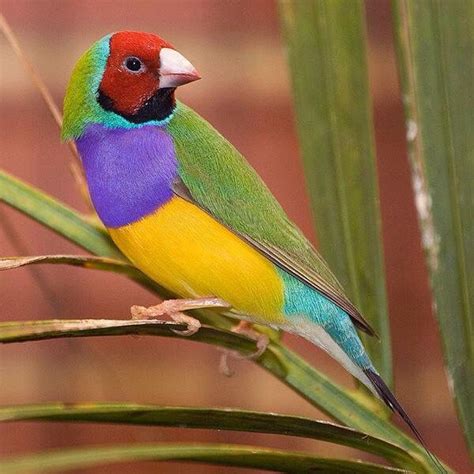 Canario | Aves de colores, Aves, Diamante de gould