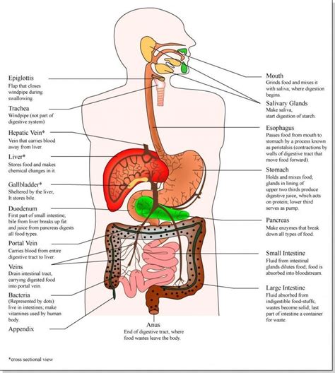 Pin on internal organs