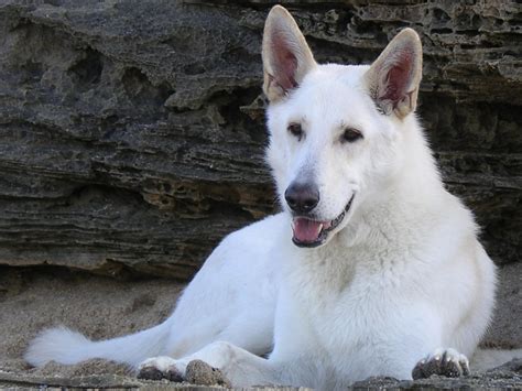 White German Shepherd Wallpapers - Wallpaper Cave