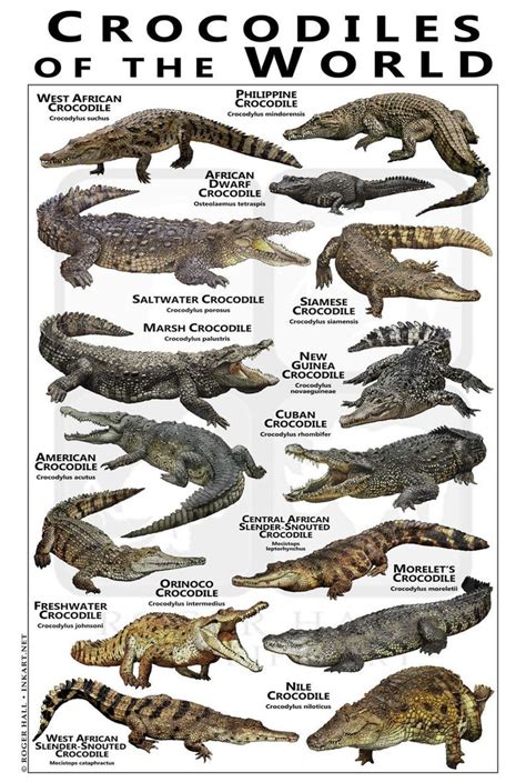 Crocodiles of the World Poster / Field Guide | Etsy | Prehistoric ...