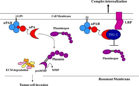 Figure 2.1 from Serine Proteases and Serine Protease Inhibitors in ...