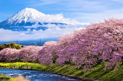 Japan Mount Fuji Cherry Blossom