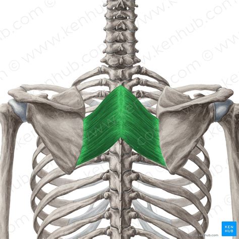 Rhomboid muscles | Muscle anatomy, Human anatomy and physiology, Anatomy