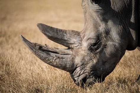 TBT: Trading Rhino Horn to Save the Rhino