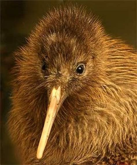 Eaglekiwi on HubPages